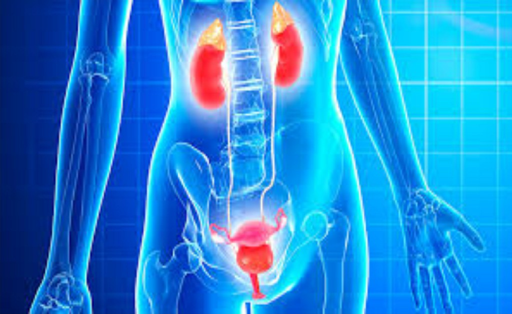 Female Urology Surgery Female Urology Surgery