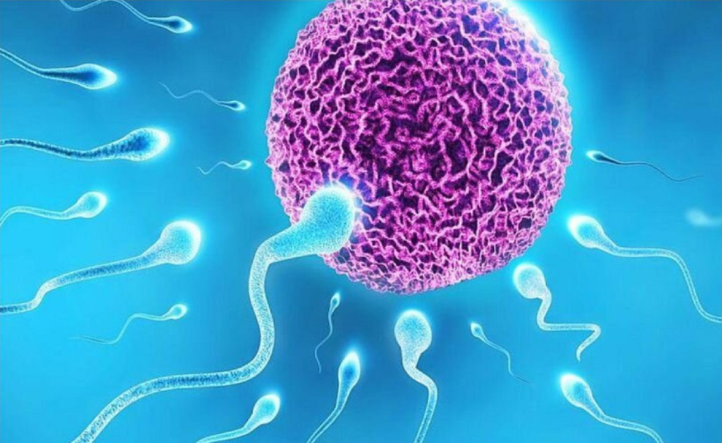 Infertility General