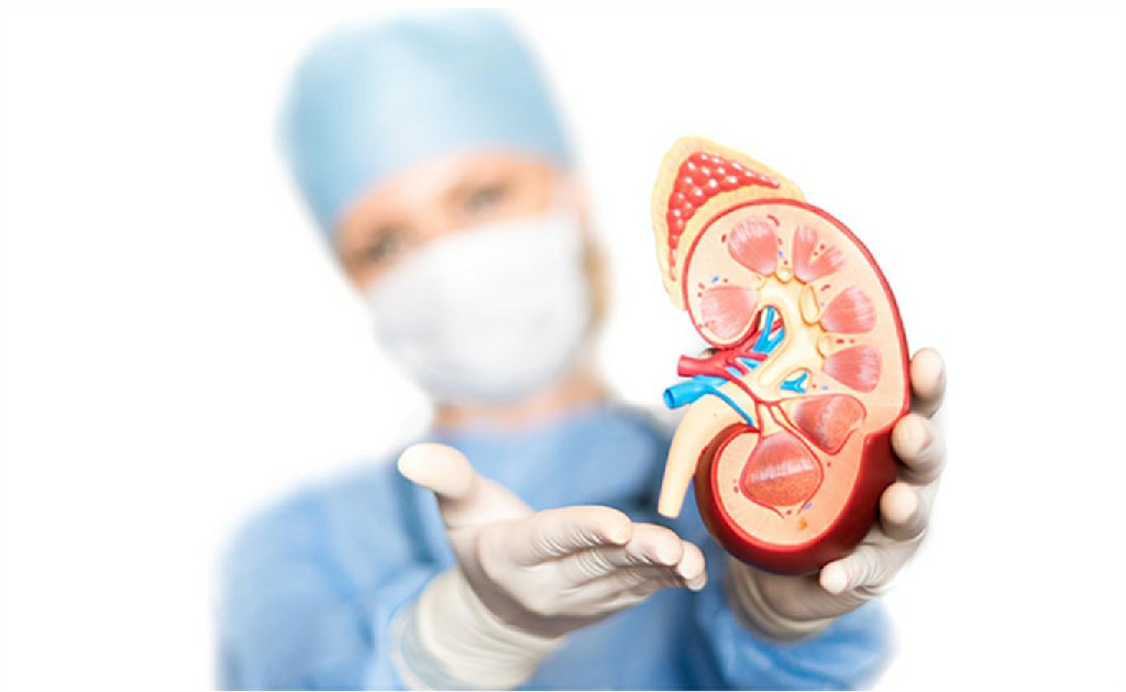 Kidney transplantation Urology Surgery